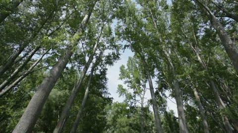 Deciduous forest at early spring - tilt up Stock Footage 35771143