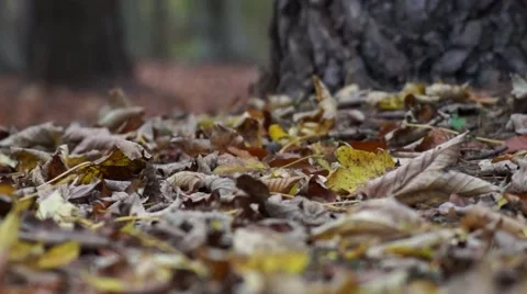 Deciduous Forest, Fallen Leaves Stock Footage 48457789