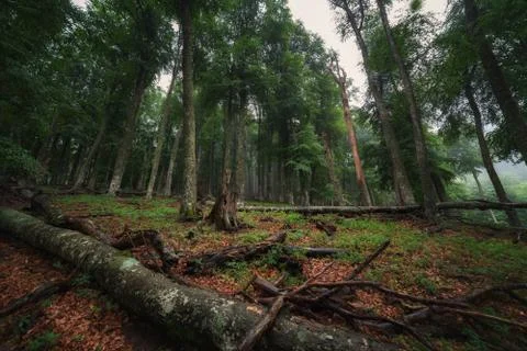 Deciduous forest with fallen tree Foto stock