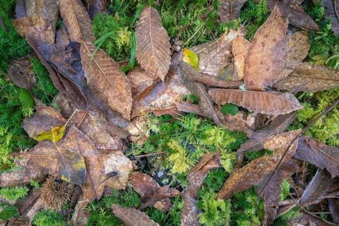 Deciduous forest floor background with a variety of plant elements Stock Photos