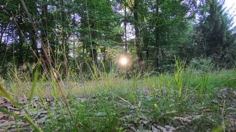 Deciduous Forest Floor at Sunset with Backlit Sun Flare Through Trees Stock Footage 342455029