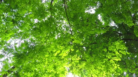 Deciduous Forest Stock Footage 51437353