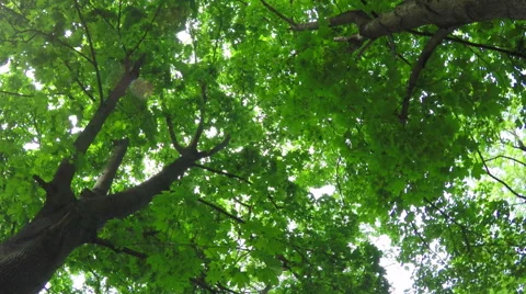 Deciduous Forest Stock Footage 52097478