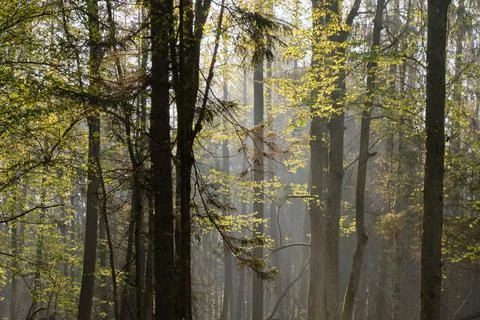 Deciduous forest with hornbeam trees in springtime sunrise light, Bialowieza  Stock Photos