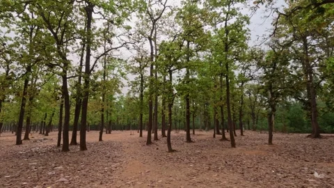 Deciduous Forest Landscape with Dry Fallen Leaves and Tall Trees 스톡 동영상 342146740