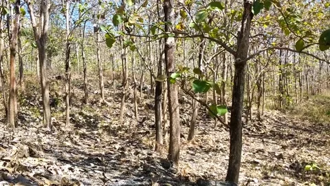 Deciduous Forest Landscape Stock-Footage 340018447