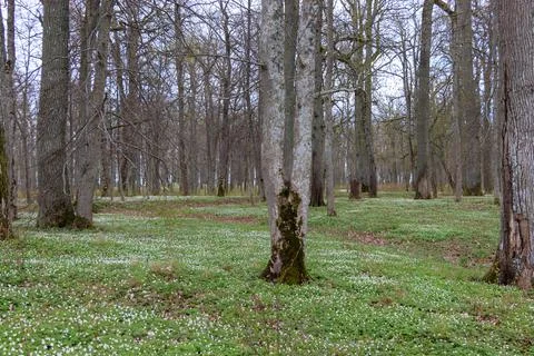 Deciduous forest with large trees with moss on small. White flowers in the ha Stock Photos