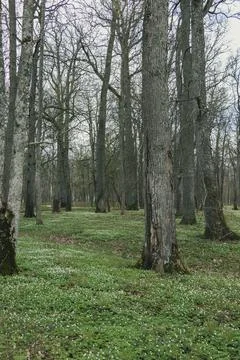 Deciduous forest with large trees with moss on small. White flowers in the ha Stock Photos