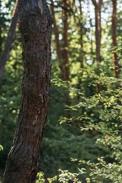 Deciduous forest. light large pine trunks and bright bushes. Stock Photos