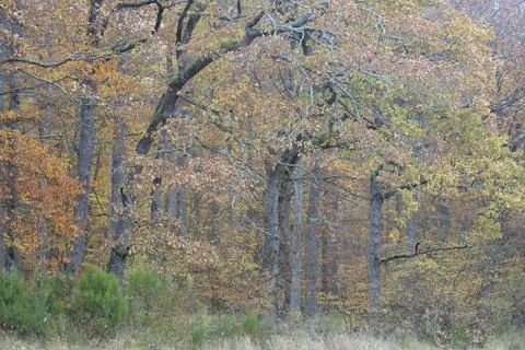 Deciduous forest oak trees Quercus with autumn leaves Moselle Stock Photos