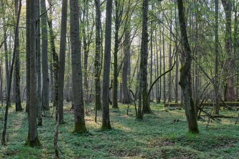 Deciduous forest with old oaks in springtime sunrise light, Bialowieza Forest Stock Photos
