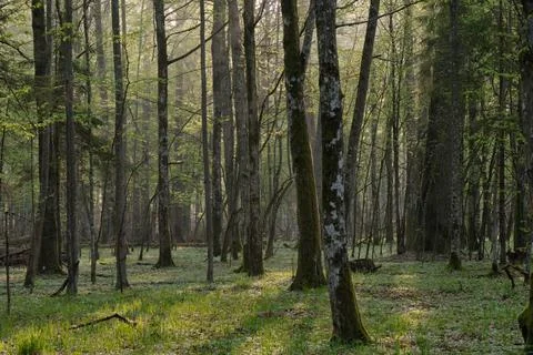 Deciduous forest with old oaks in springtime sunrise light, Bialowieza Forest Stock Photos