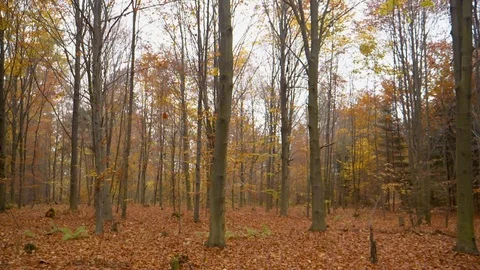 Deciduous forest over autumn Video stock 86517226