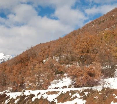 Deciduous forest. Stock Photos