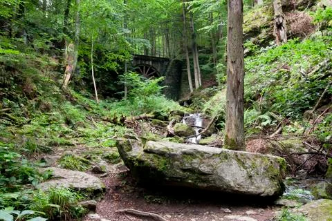 Deciduous forest with ravines Stock Photos