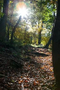 Deciduous forest scenery Stock Photos