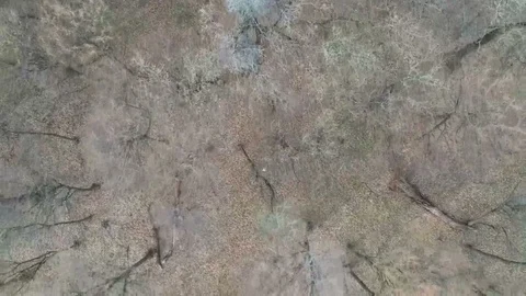 Deciduous forest before spring, aerial view Stock-Footage 104906128