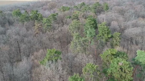 Deciduous forest before spring, aerial view Vídeos de archivo 104906129