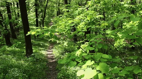 Deciduous forest at spring - handheld camera Stock Footage 40671107
