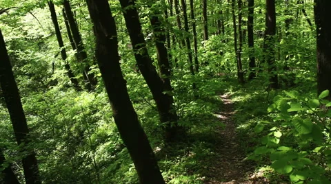 Deciduous forest at spring - handheld camera Stock Footage 40672127