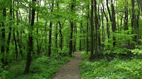 Deciduous forest at spring - handheld camera, sound on Stock Footage 51661130