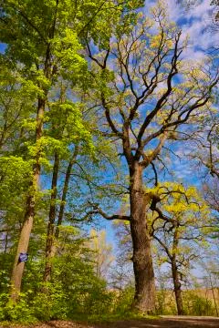 Deciduous forest in spring Stockfoto's