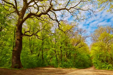 Deciduous forest in spring Stock Photos