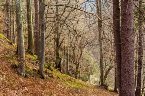 Deciduous forest in spring Foto stock