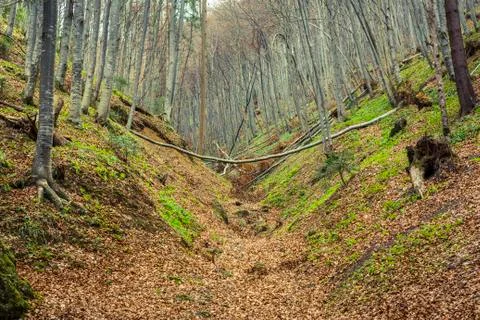 Deciduous forest in spring Stock-Fotos