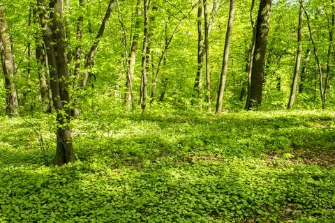 Deciduous forest in the spring Stock Photos