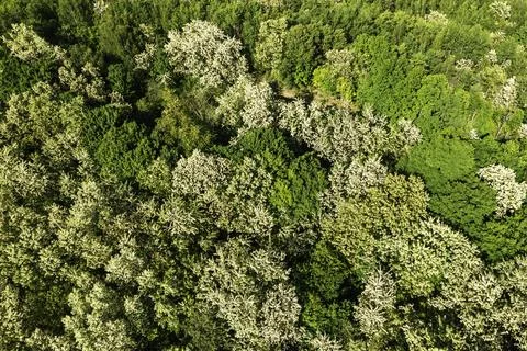 A deciduous forest in spring seen from above Stock Photos