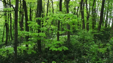 Deciduous forest in springtime Stock Footage 37233406
