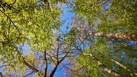 Deciduous forest in springtime with fresh new leaves. Stock Footage 274250998