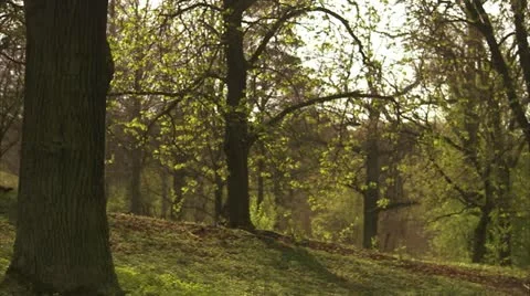 A deciduous forest, Stockholm Stock Footage 11304854