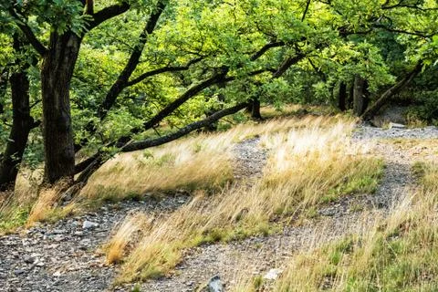 Deciduous forest in summer, dry grass and green trees Stock Photos