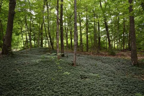 A deciduous forest in summer Stock Photos