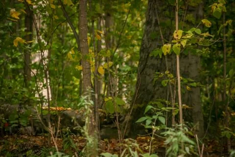 Deciduous Forest at Summer Time Foto stock