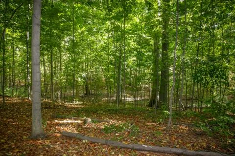 Deciduous Forest at Summer Time Foto stock