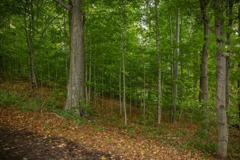 Deciduous Forest at Summer Time Stock Photos