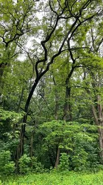 Deciduous forest in summer, trees with green leaves Stock Photos