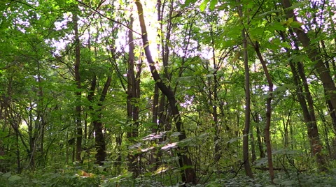 Deciduous forest. The sun shines through the trees. Stock Footage 43220001