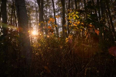Deciduous Forest Sunburst 스톡 사진