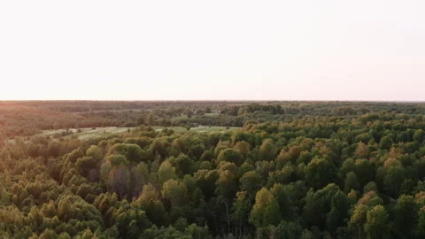 Deciduous forest at sunset in summer drone view 動画素材 247965798