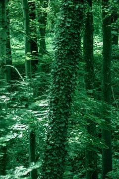 Deciduous forest. Tree trunk entwined with ivy. Green leafy background. Stock Photos
