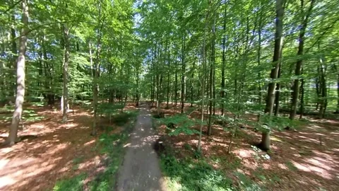 Deciduous Forest Trees and Landscape - Tree leaves in high camera position Stock Footage 158609320