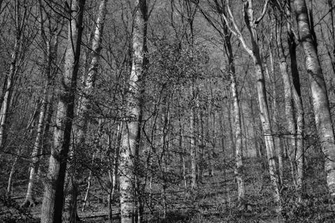 Deciduous forest trees in black and white Stock Photos