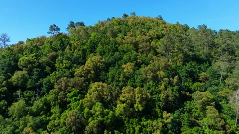 Deciduous Forest Trees Covered Mountain Near River Stock Footage 277102438