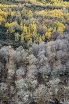 Deciduous forests in different stages of foliation Stock Photos
