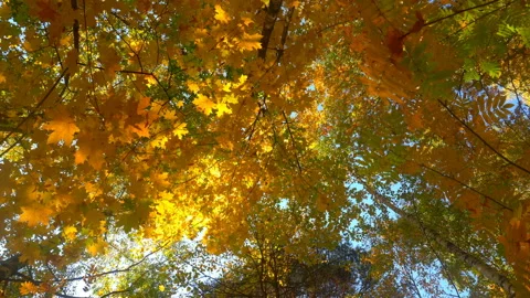 Deciduous forests in warm sunny weather, dried leaves fall from trees slow Stock Footage 95451223