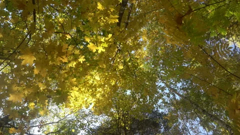 Deciduous forests in warm sunny weather, dried leaves fall from trees 4k Stock Footage 95577618